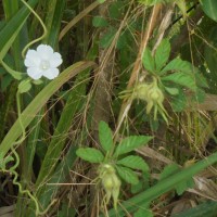 Distimake cissoides (Lam.) A.R.Simões & Staples